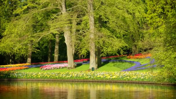 ヨーロッパの庭 世界最大の花の庭と人気の観光スポットの一つとしても知られているKeukenhof花の庭でピンクのチューリップの花壇を開花させます リスト オランダ — ストック動画