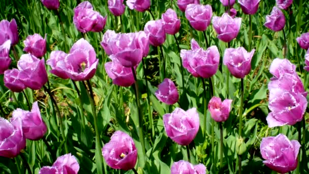 Jardin Fleuri Tulipes Roses Dans Jardin Fleurs Keukenhof Également Connu — Video