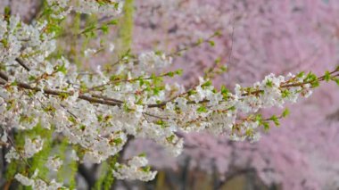 Çiçek açan sakura kiraz çiçeği arka plan bahar, Güney Kore