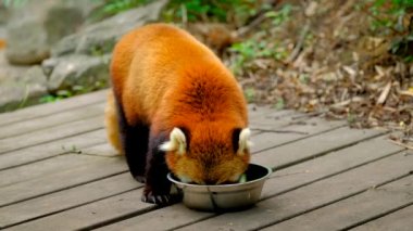 Chengdu, Sichuan Çin 'de kırmızı panda yiyor.