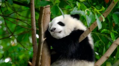 Ağaçtaki dev panda yavrusu. Chengdu, Sichuan, Çin