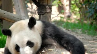 Çin turistik cazibesi - dev panda bambu yiyor. Chengdu, Sichuan, Çin