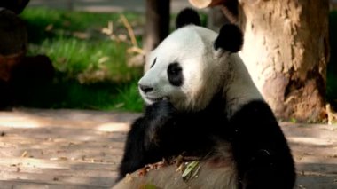 Çin turistik cazibesi - dev panda bambu yiyor. Chengdu, Sichuan, Çin