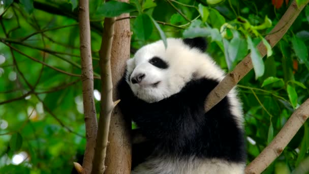 Cachorro Oso Panda Gigante Árbol Chengdu Sichuan China — Vídeos de Stock