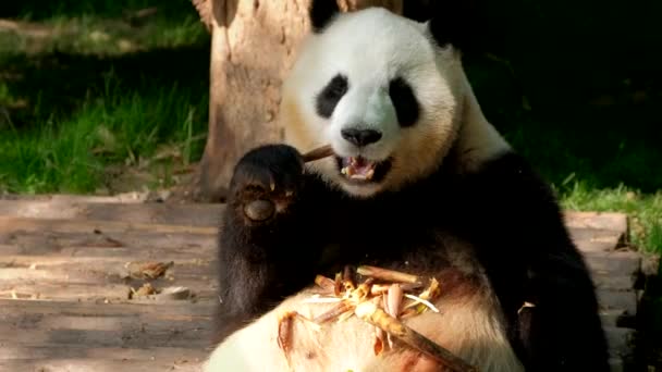 Chińska Atrakcja Turystyczna Olbrzymi Niedźwiedź Panda Jedzący Bambus Chengdu Syczuan — Wideo stockowe