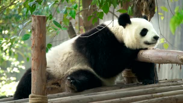 Çin Turizminin Ilgi Odağı Dev Bir Panda Uyuyor Chengdu Sichuan — Stok video