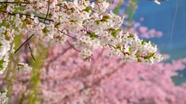 Çiçek açan sakura kiraz çiçeği arka plan bahar, Güney Kore