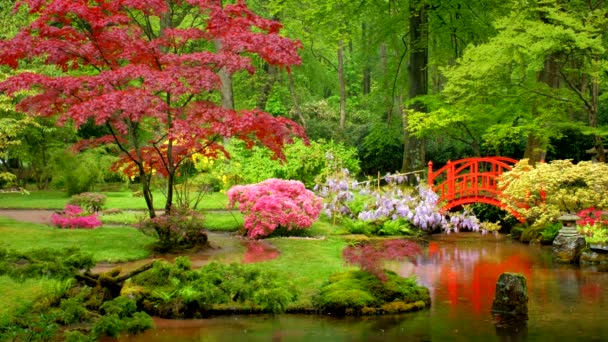 Kleine Brug Japanse Tuin Park Clingendael Den Haag Nederland Regen — Stockvideo