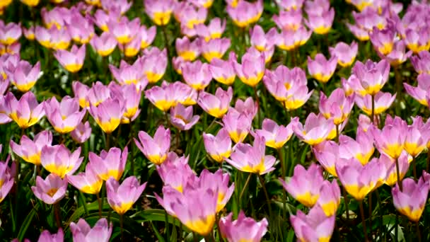 Kwitnące Tulipany Różowe Tulipa Skalna Ogród Keukenhof Znany Również Jako — Wideo stockowe