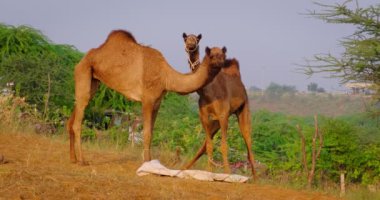 Develer, Hindistan 'ın ünlü deve ticareti Pushkar mela festivalinde çiğneyip yiyor. Güneş doğarken poz veren ve çiğneyen iki deve. Pushkar, Rajasthan, Hindistan