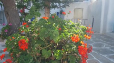 Yunanistan 'ın ünlü Mykonos adasında, Mykonos kasabasının mavi pencereli geleneksel beyaz boyalı evleri olan manzaralı dar sokaklar. Kamera izleme