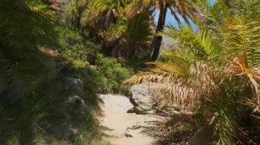 Girit 'in palmiye ağacı ormanlarında sabit kamerayla yürüyen Girit adası Preveli, Girit adası, Yunanistan' ın Phoenix teofrastisi