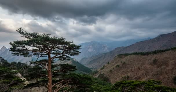 曇った嵐の天候で松の木と崖のタイムラプス セオリヤ国立公園 効果をズームアウトする — ストック動画
