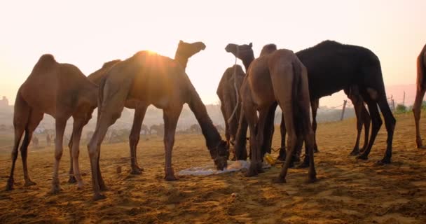Beroemde Indiase Kamelen Handel Pushkar Mela Kameel Fair Festival Het — Stockvideo