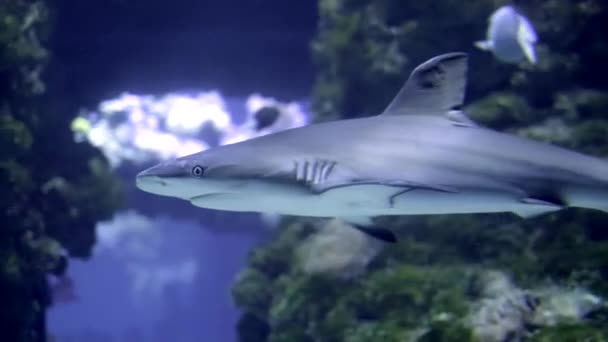 Shark Water Υποβρύχια Φωτογραφία Στο Open Water — Αρχείο Βίντεο