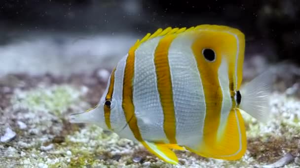 Butterflyfish Cobre Chelmon Rostratus Peixe Coral Bifurcado Subaquático — Vídeo de Stock