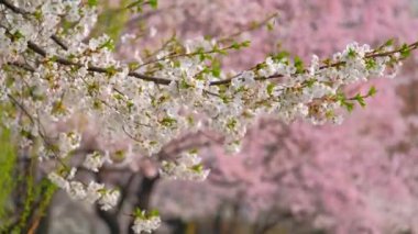 Çiçek açan sakura kiraz çiçeği arka plan bahar, Güney Kore