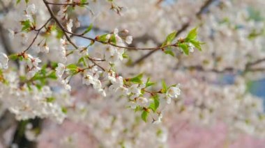 Çiçek açan sakura kiraz çiçeği arka plan bahar, Güney Kore