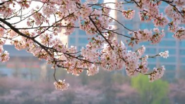 Bahar ayında Seul, Güney Kore 'de gökdelen binasına karşı çiçek açan kiraz ağacı dalı.