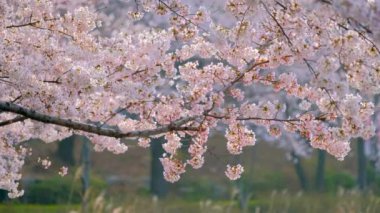 Çiçek açan sakura kiraz çiçeği arka plan bahar, Güney Kore