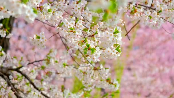 Florescimento Sakura Cereja Flor Fundo Primavera Coréia Sul — Vídeo de Stock