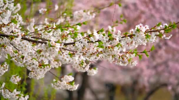 Fondo Floreciente Flor Cerezo Sakura Primavera Corea Del Sur — Vídeo de stock