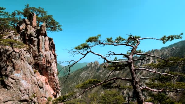 Πεύκο Και Γκρεμός Εθνικό Πάρκο Seoraksan Νότια Κορέα — Αρχείο Βίντεο
