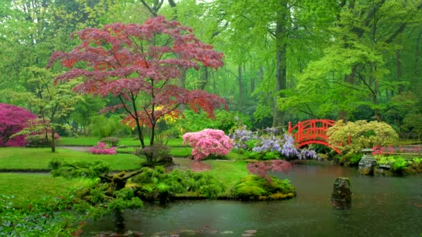 Japon Bahçesinde Küçük Bir Köprü Park Clingendael Lahey Hollanda Yağmurda — Stok video
