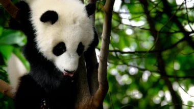 Ağaçtaki dev panda yavrusu. Chengdu, Sichuan, Çin