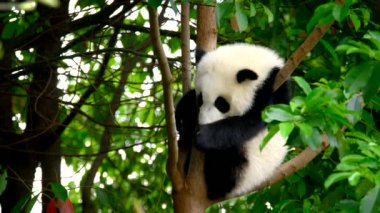 Ağaçtaki dev panda yavrusu. Chengdu, Sichuan, Çin