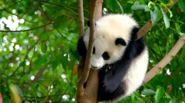 Ağaçtaki dev panda yavrusu. Chengdu, Sichuan, Çin