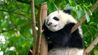 Ağaçtaki dev panda yavrusu. Chengdu, Sichuan, Çin