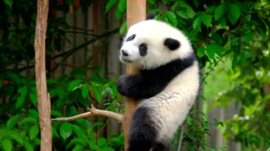Ağaçtaki dev panda yavrusu. Chengdu, Sichuan, Çin