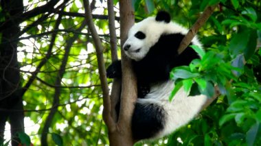 Ağaçtaki dev panda yavrusu. Chengdu, Sichuan, Çin