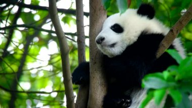 Ağaçtaki dev panda yavrusu. Chengdu, Sichuan, Çin
