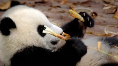 Çin turistik cazibesi - dev panda yavrusu bambu yiyor. Chengdu, Sichuan, Çin