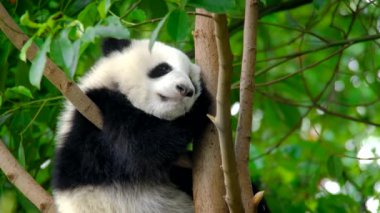 Ağaçtaki dev panda yavrusu. Chengdu, Sichuan, Çin