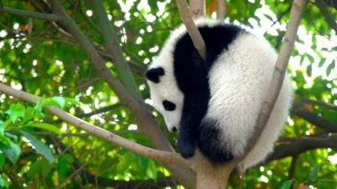 Ağaçtaki dev panda yavrusu. Chengdu, Sichuan, Çin