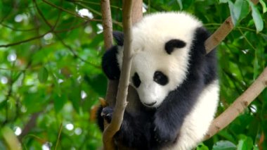 Ağaçtaki dev panda yavrusu. Chengdu, Sichuan, Çin