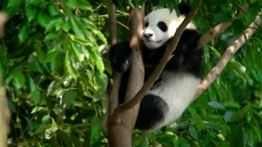 Ağaçtaki dev panda yavrusu. Chengdu, Sichuan, Çin
