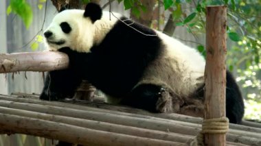 Çinli turist sembolü ve cazibe - uyuyan dev panda ayı. Chengdu, Sichuan, Çin
