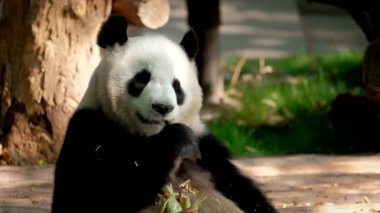 Çin turistik cazibesi - dev panda bambu yiyor. Chengdu, Sichuan, Çin