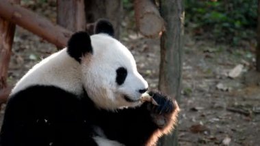 Çin turistik cazibesi - dev panda bambu yiyor. Chengdu, Sichuan, Çin