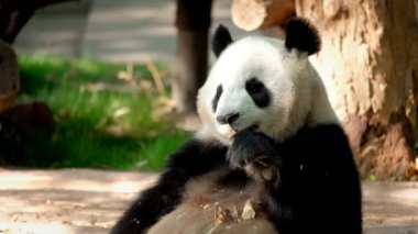 Çin turistik cazibesi - dev panda bambu yiyor. Chengdu, Sichuan, Çin