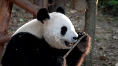 Çin turistik cazibesi - dev panda bambu yiyor. Chengdu, Sichuan, Çin