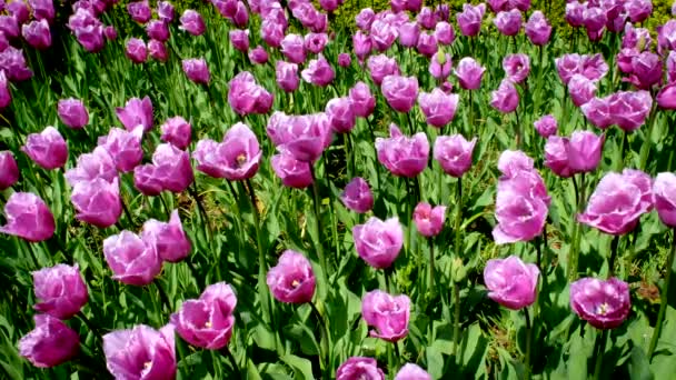 Floreciente Macizo Flores Tulipanes Rosados Keukenhof Jardín Flores También Conocido — Vídeo de stock