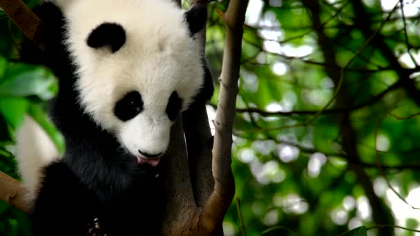 Óriás Pandamaci Kölyök Egy Fán Chengdu Szecsuán Kína — Stock videók