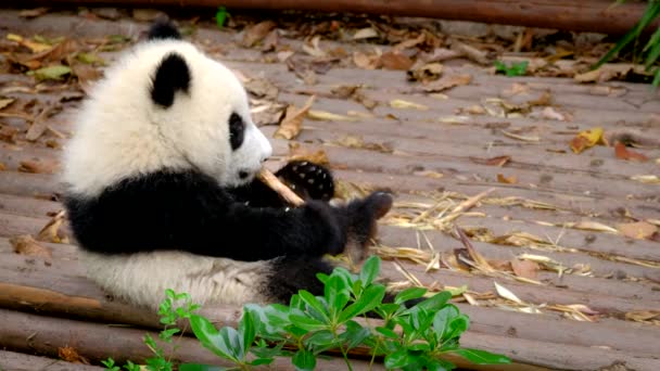 Chinese Tourist Attraction Giant Panda Bear Cub Eating Bamboo Chengdu — Stock Video