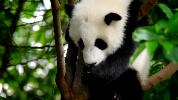 大熊猫把小熊抱在树上 中国四川成都 — 图库视频影像
