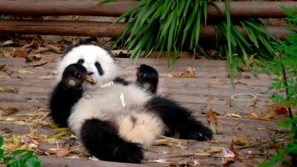 Chinese Tourist Attraction Cute Giant Panda Bear Cub Eating Bamboo — Stock Video